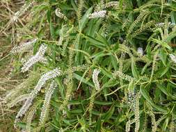 Image of <i>Veronica <i>stricta</i></i> var. stricta