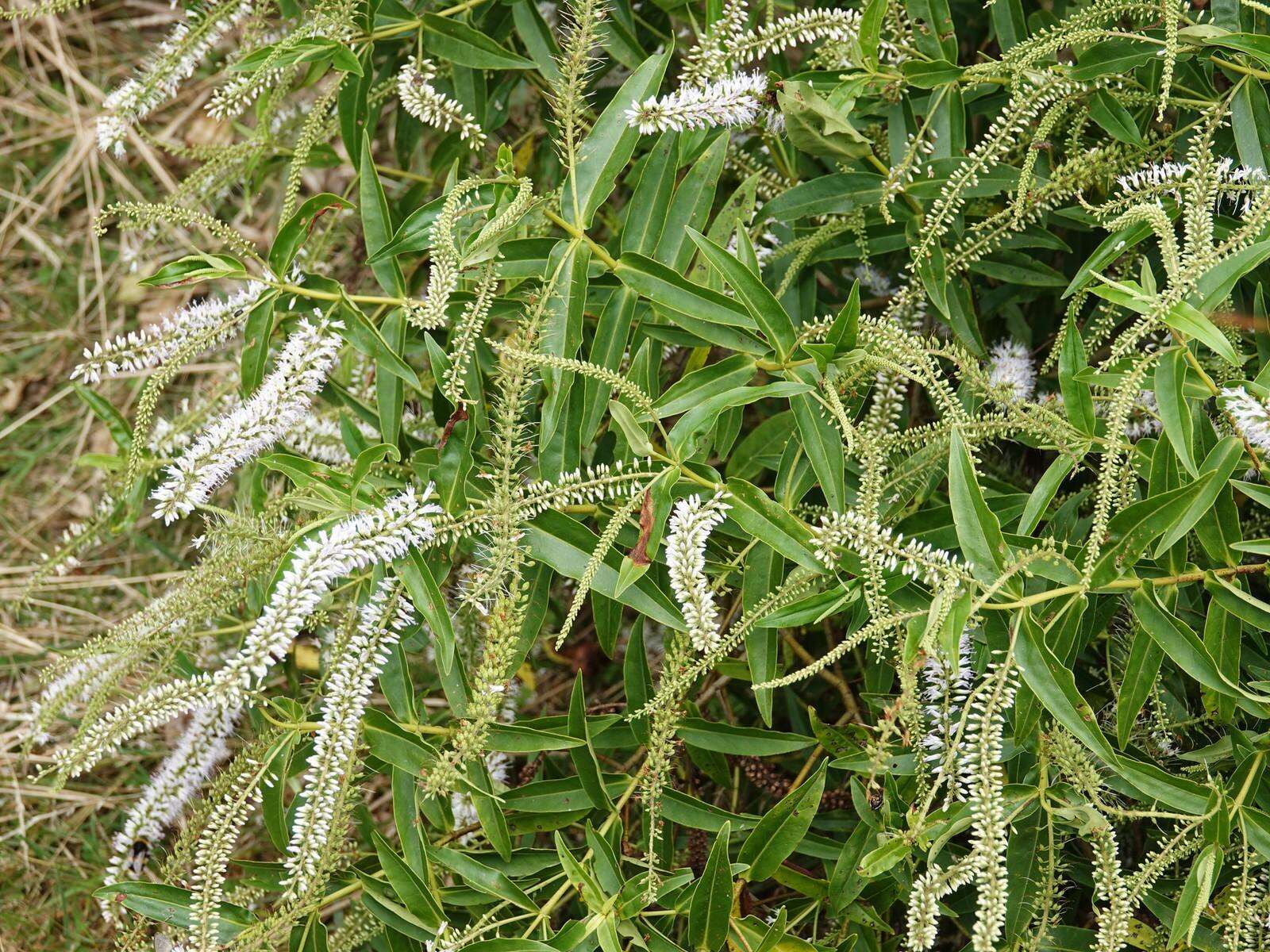 Image of <i>Veronica <i>stricta</i></i> var. stricta