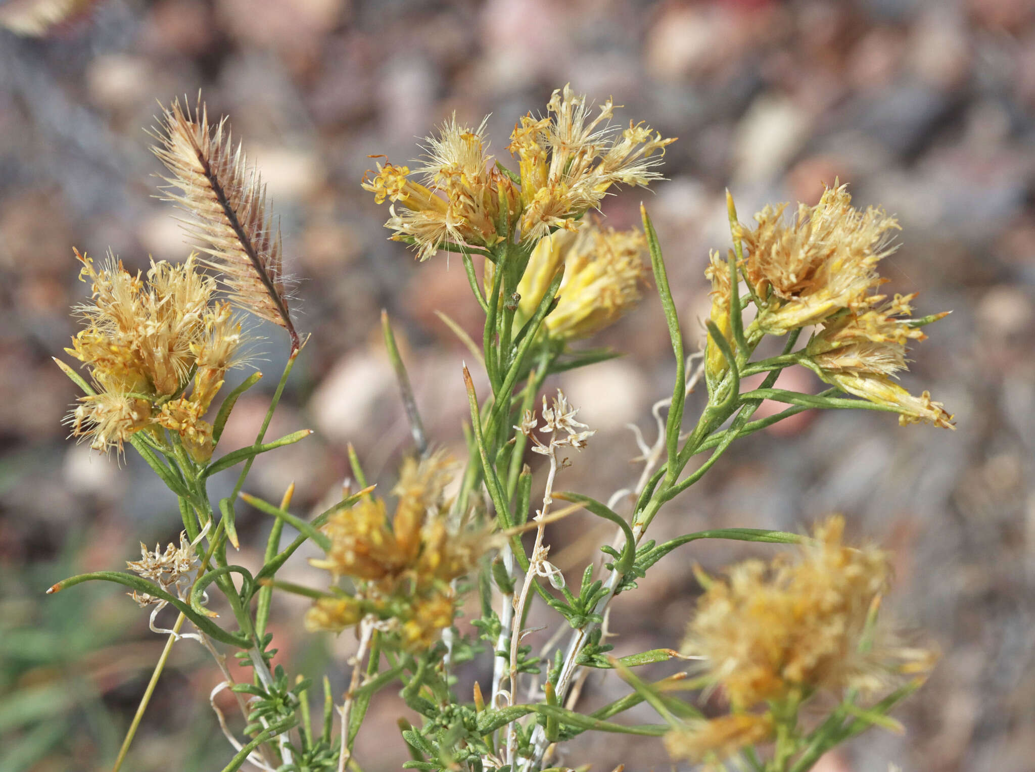 Imagem de Chrysothamnus greenei (A. Gray) Greene