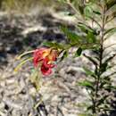 Sivun Grevillea banyabba P. M. Olde & N. R. Marriott kuva