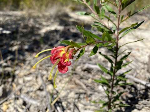 Imagem de Grevillea banyabba P. M. Olde & N. R. Marriott