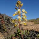 Image of Bulbine wiesei L. I. Hall