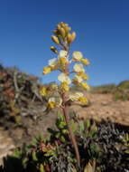 Image of Bulbine wiesei L. I. Hall