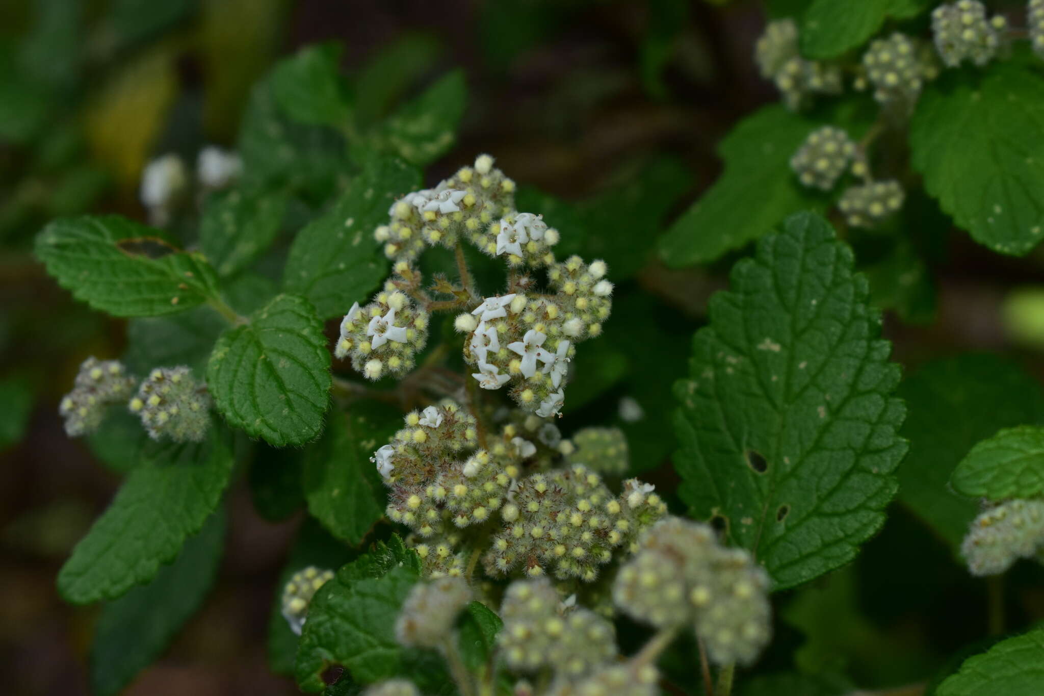 Image of Bystropogon canariensis (L.) L'Hér.