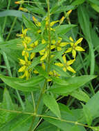 Imagem de Lysimachia producta (A. Gray) Fern.