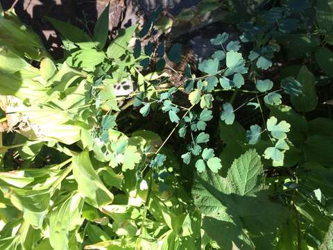 Image of western meadow-rue