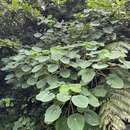 Sivun Homalanthus fastuosus (Linden) Fern.-Vill. kuva