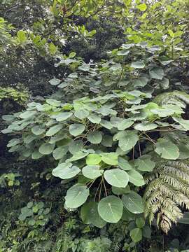 Image of Homalanthus fastuosus (Linden) Fern.-Vill.