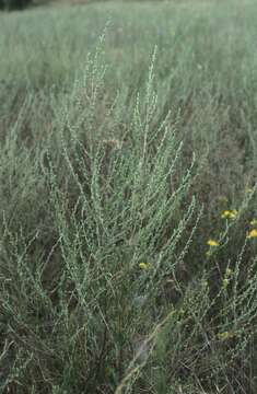 Plancia ëd Artemisia marschalliana Spreng.