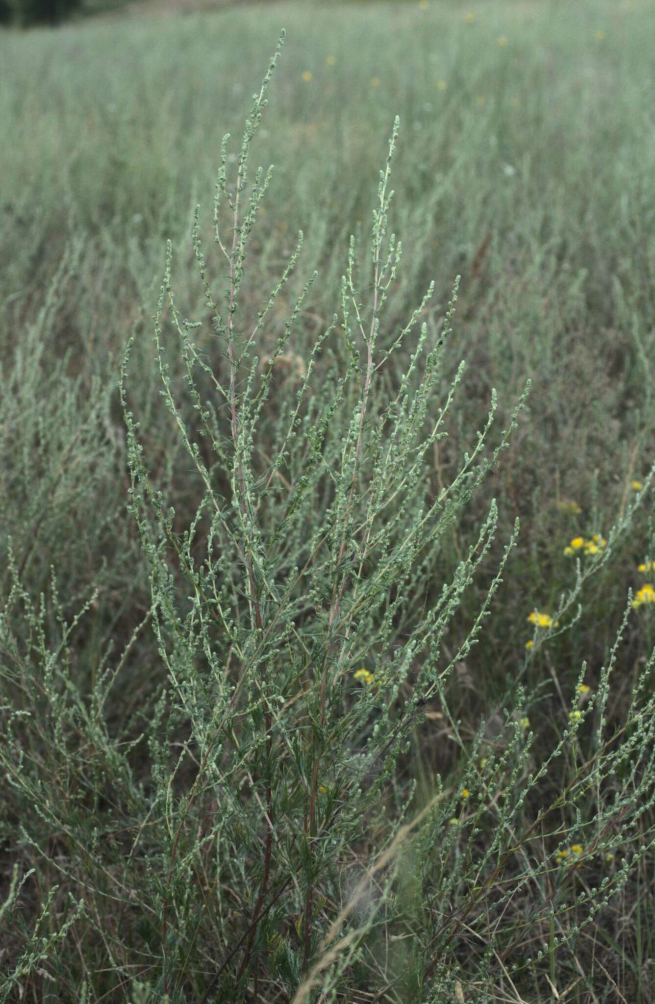 Plancia ëd Artemisia marschalliana Spreng.