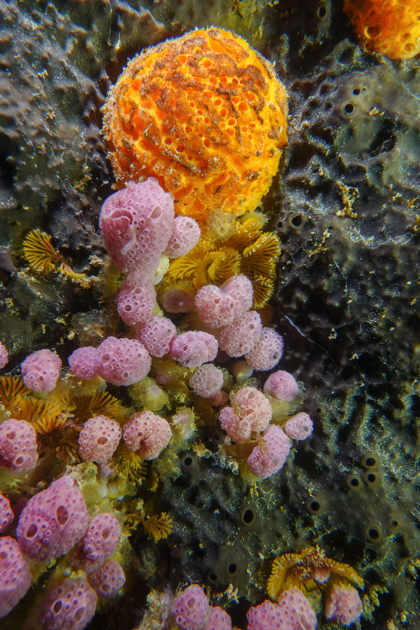 Image of Hypsistozoa fasmeriana (Michaelsen 1924)