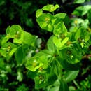 Image of Euphorbia berythea Boiss. & Blanche