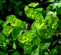 Euphorbia berythea Boiss. & Blanche resmi