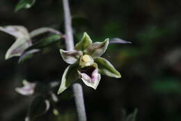 Image of Epipactis condensata Boiss. ex D. P. Young