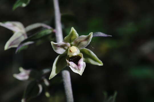 Слика од Epipactis condensata Boiss. ex D. P. Young