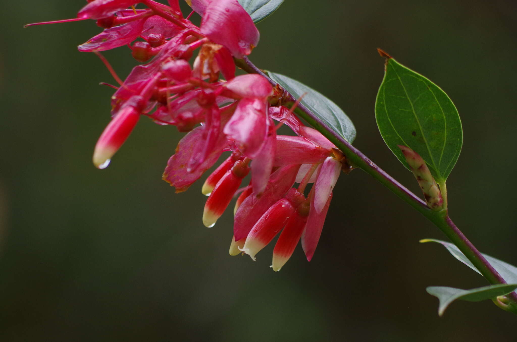 Cavendishia bracteata (Ruiz & Pav. ex A. St. Hilaire) Hørold的圖片