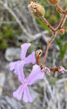 Image of Stylidium pilosum (Labill.) Labill.