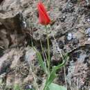 Image of Tulipa carinata Vved.
