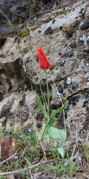 Image of Tulipa carinata Vved.