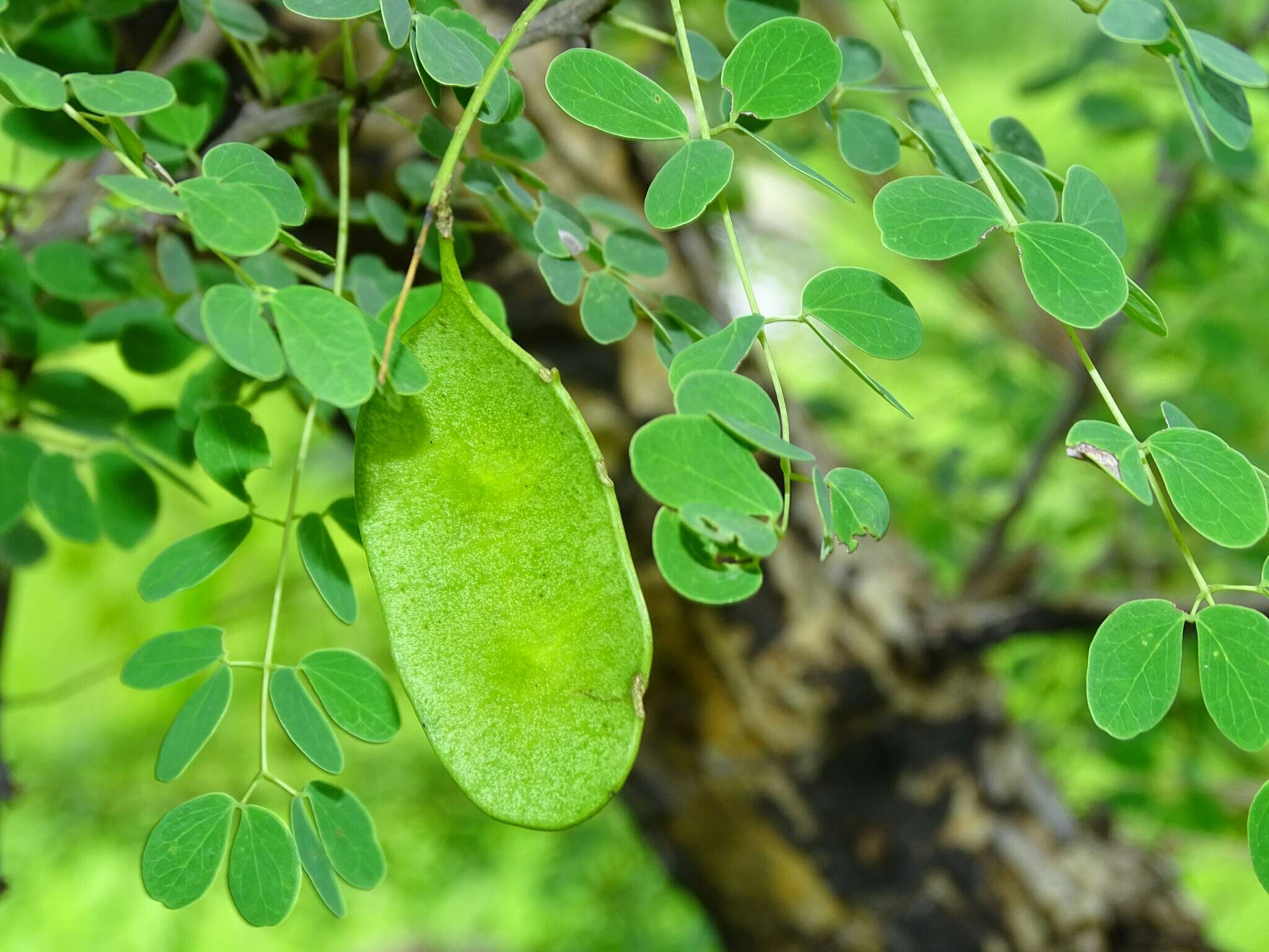 Слика од Senegalia gourmaensis (A. Chev.) Kyal. & Boatwr.