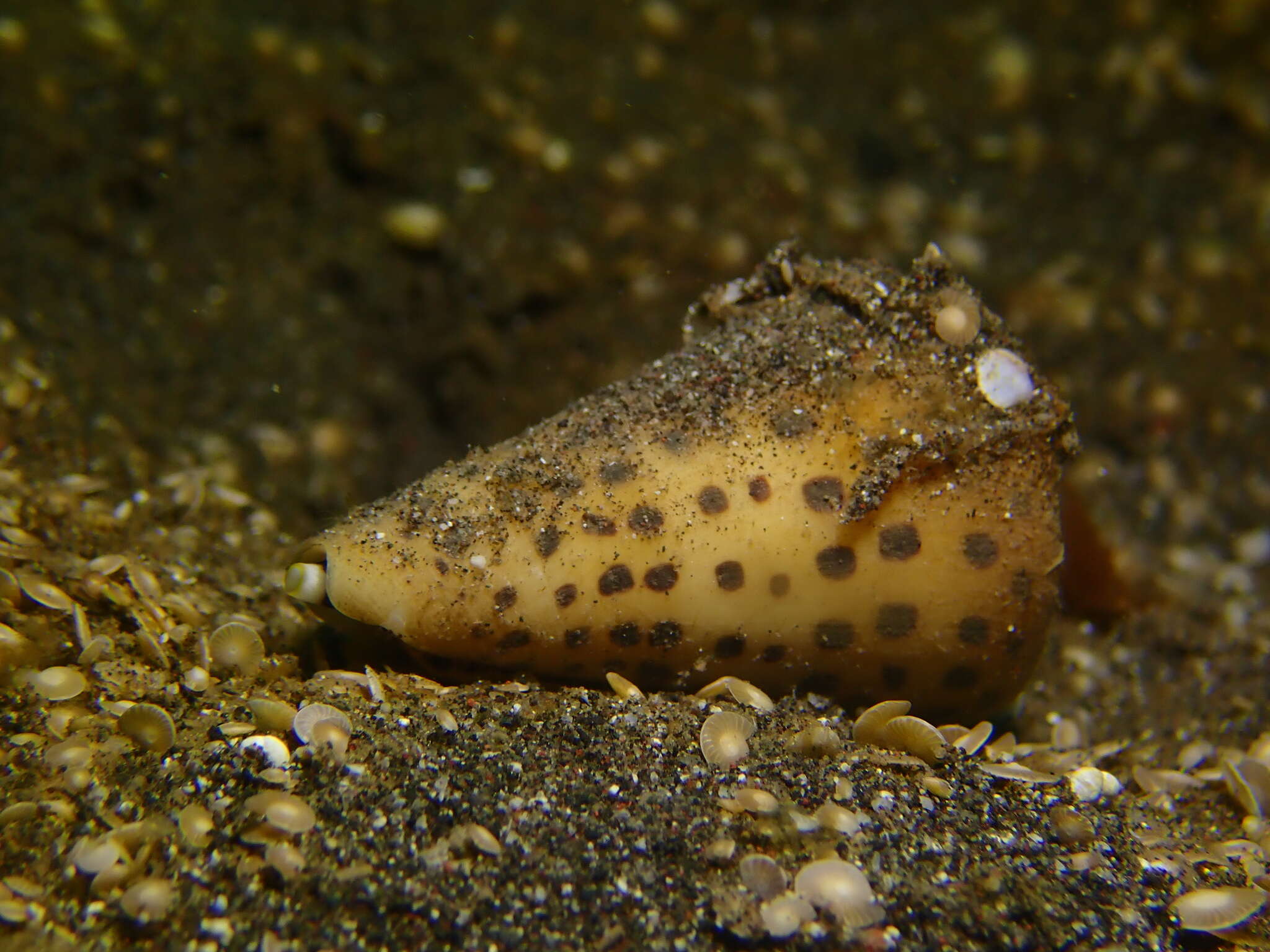 Image of ivory cone