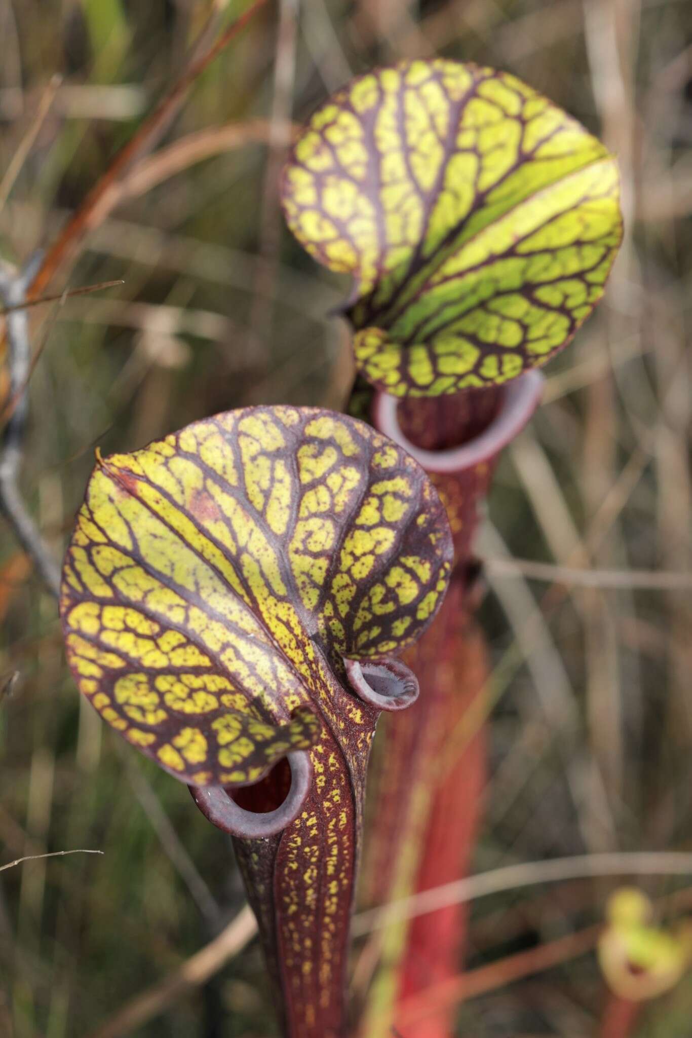 Image of <i>Sarracenia flava</i> var. <i>rubricorpora</i>