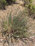 Image of rockloving erigeron