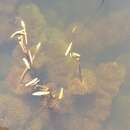 Image of Carolina fanwort