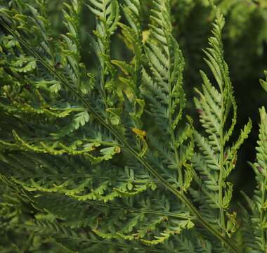 Image of Dryopteris athamantica (Kunze) O. Kuntze