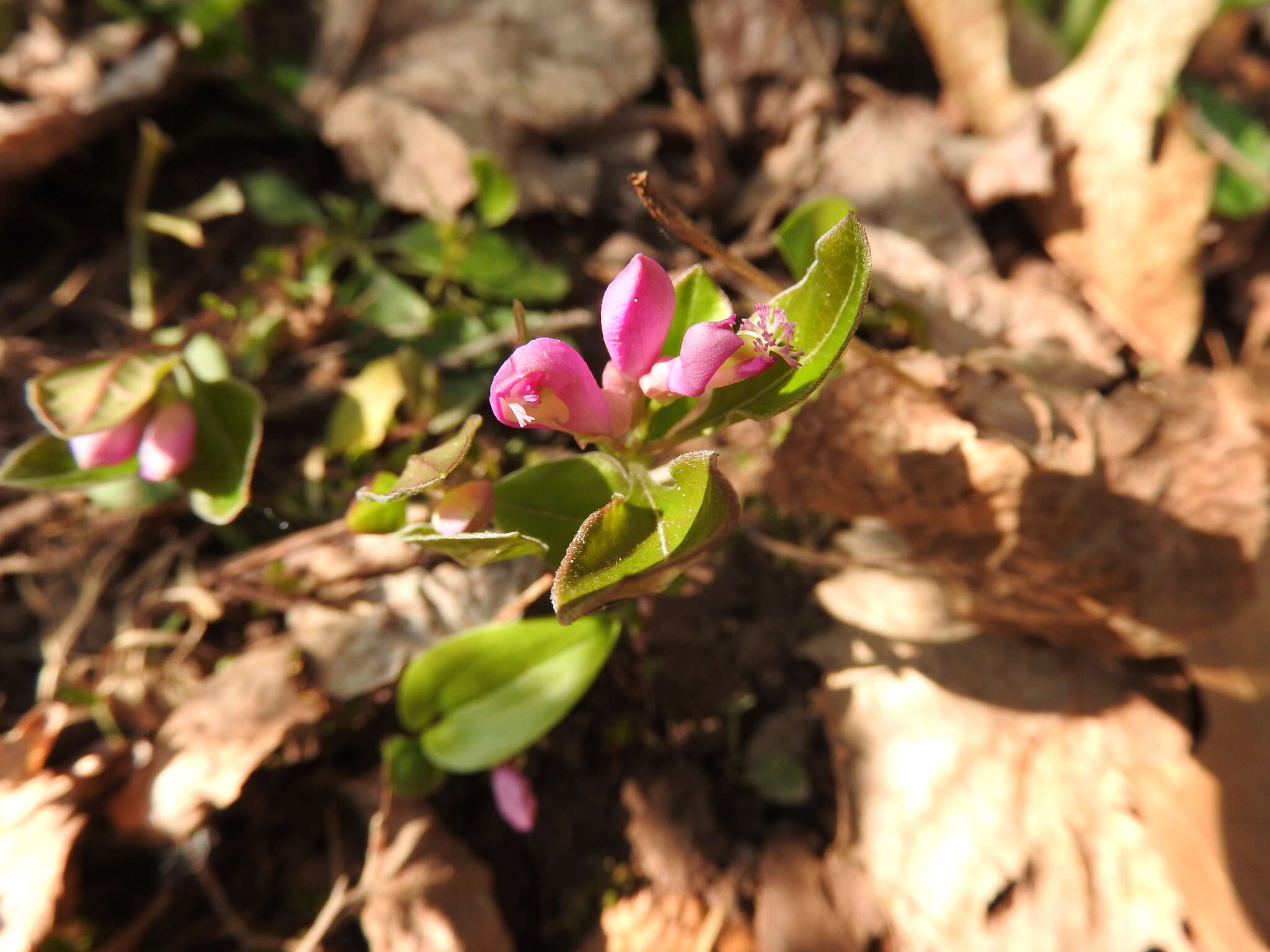 Image de Polygaloides paucifolia (Willd.) J. R. Abbott