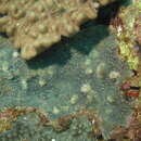 Image of starflower coral