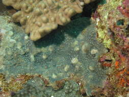 Image of starflower coral