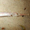 Image of Duncker&#39;s pipefish