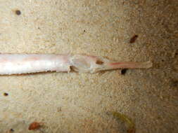 Image of Duncker&#39;s pipefish