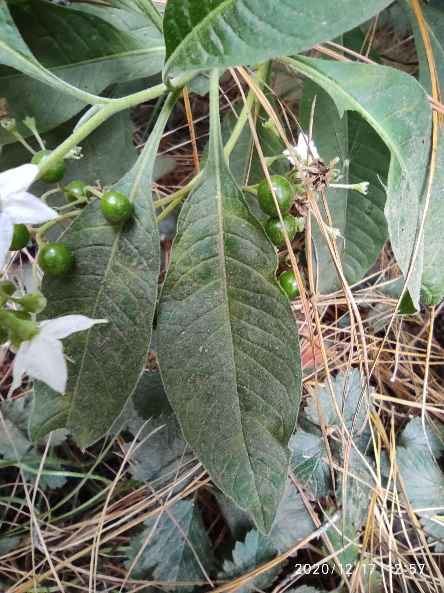 Image of Solanum pubigerum Dun.