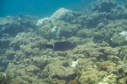 Image of Ringtail maori wrasse