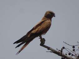 Image of Fox Kestrel