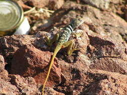 Image de Crotaphytus dickersonae Schmidt 1922