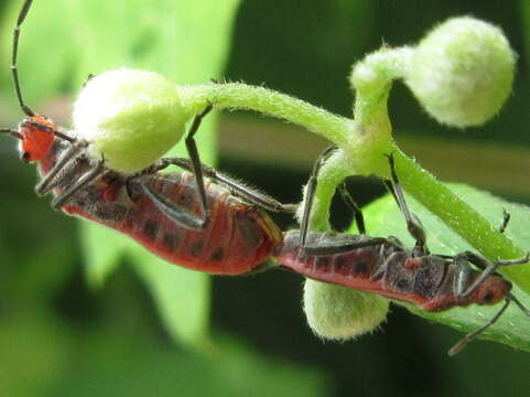 صورة Arocatus pseudosericans Gao, Kondorosy & Bu 2013