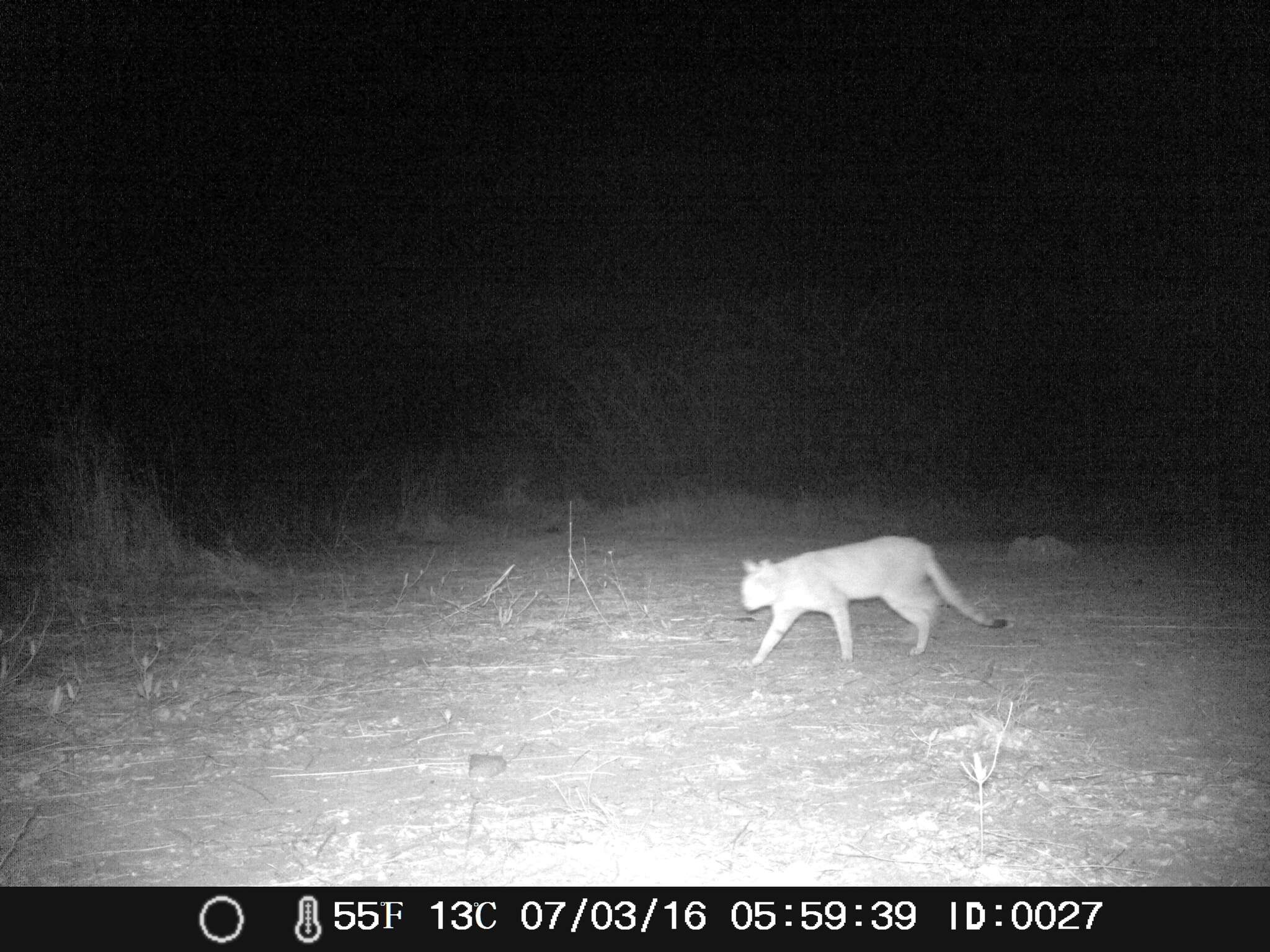 Image of African Wildcat