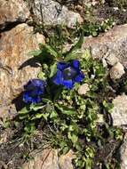 Image of Gentiana alpina Vill.