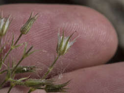 Image of brittle sandwort