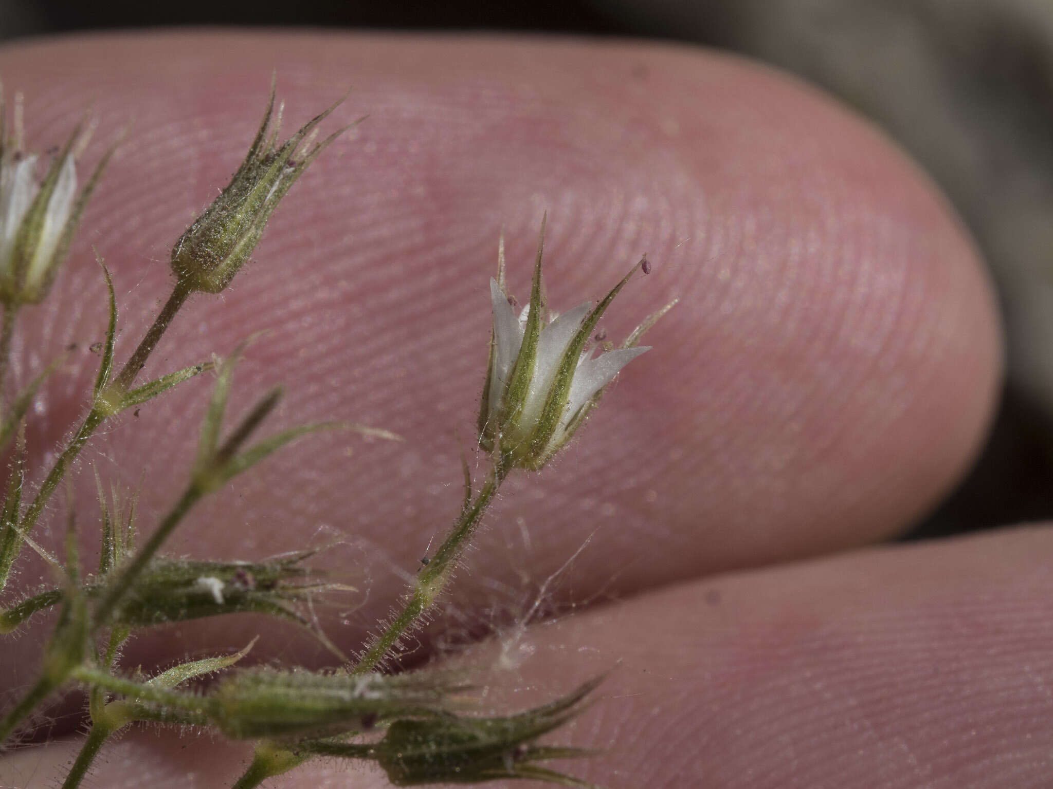 Image de Sabulina nuttallii var. gracilis (B. L. Rob.) Dillenb. & Kadereit