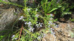 Image of Polygala gnidioides Willd.