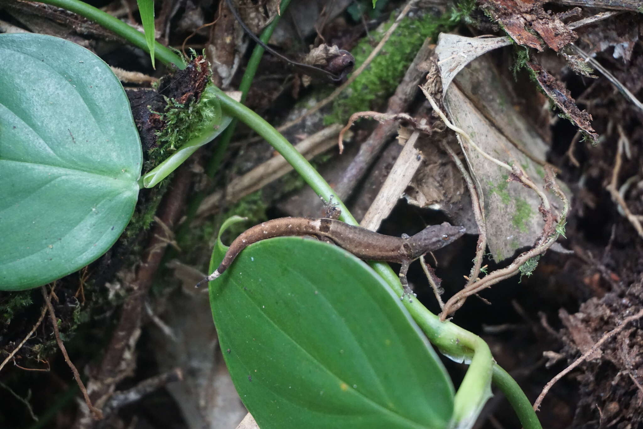 Image of Spotted Least Gecko