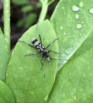 Image of Chlorophorus macaumensis (Chevrolat 1845)