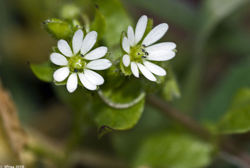 Stellaria graminea (rights holder: Antnio Pena)