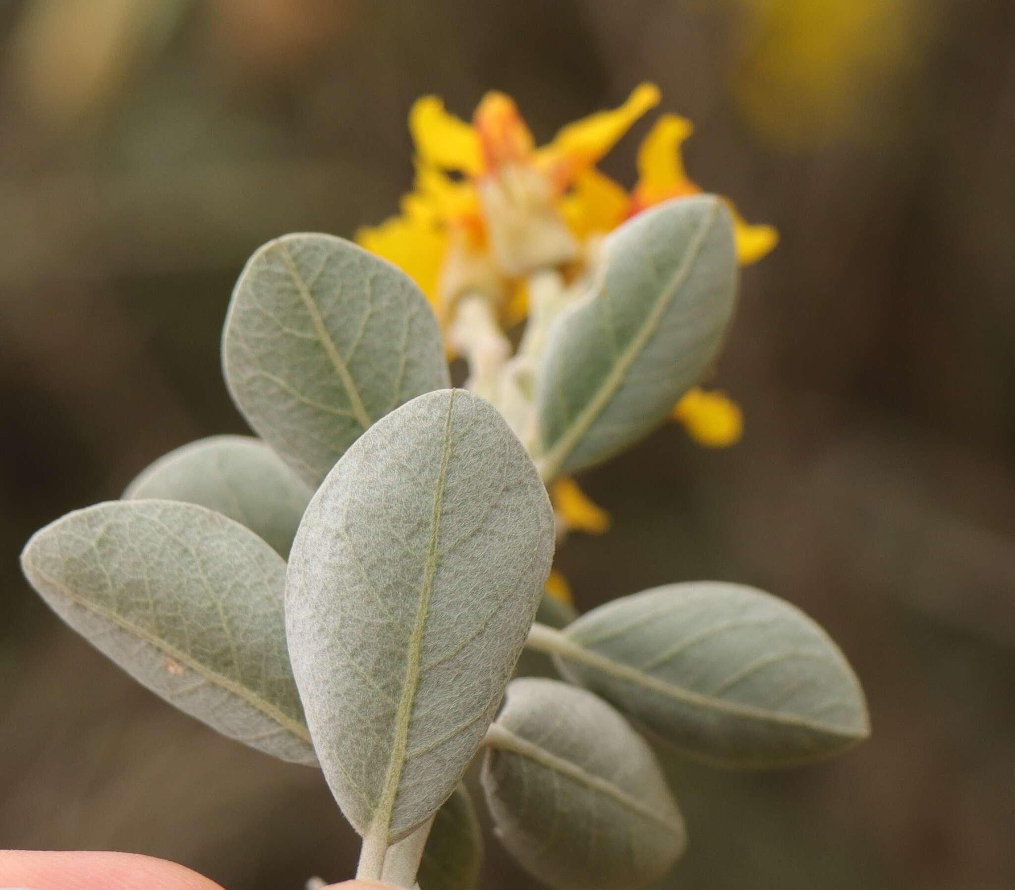 Stirtonanthus taylorianus (L. Bolus) B.-E. van Wyk & A. L. Schutte的圖片