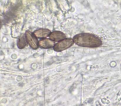 Image de Ascobolus furfuraceus Pers. 1794