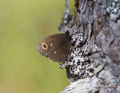 Image of Lapland Ringlet